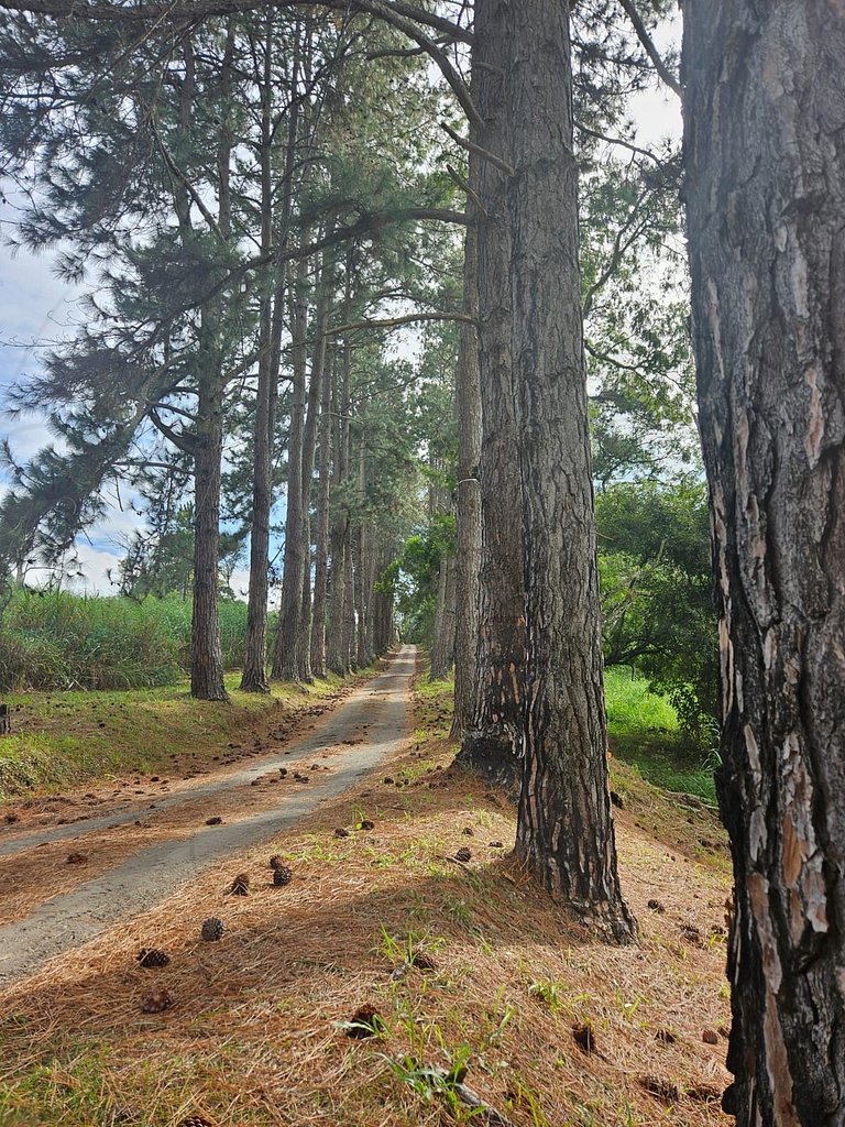 Cabana do Bosque com Hidromassagem e Café da manhã
