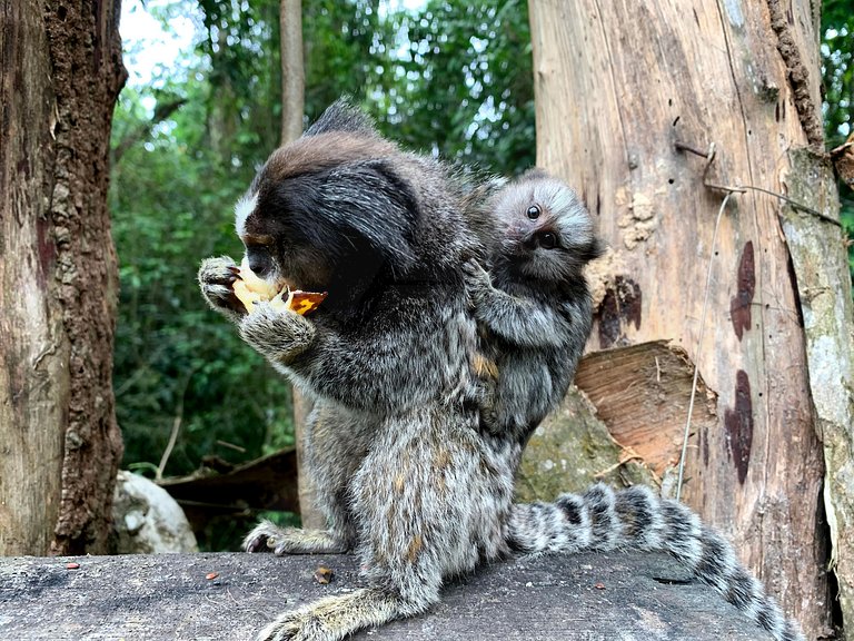 Refúgio com Hidro e Lareira na Serra da Cantareira