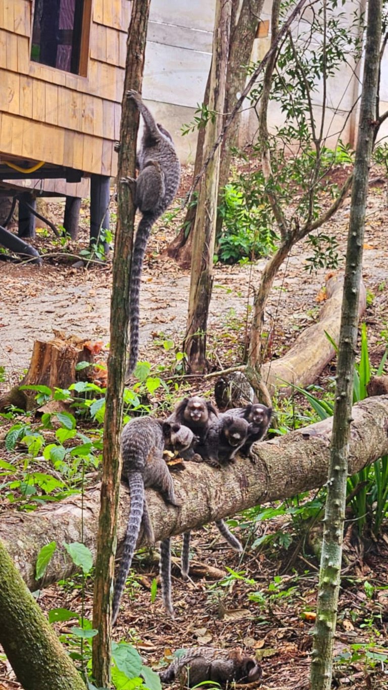 Cabana c/ Banheira e Lareira na Rota do Vinho